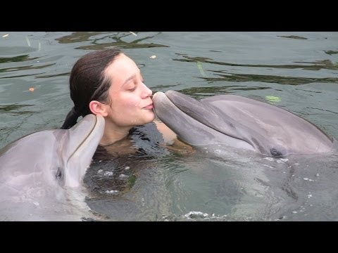Dolphin Dive
