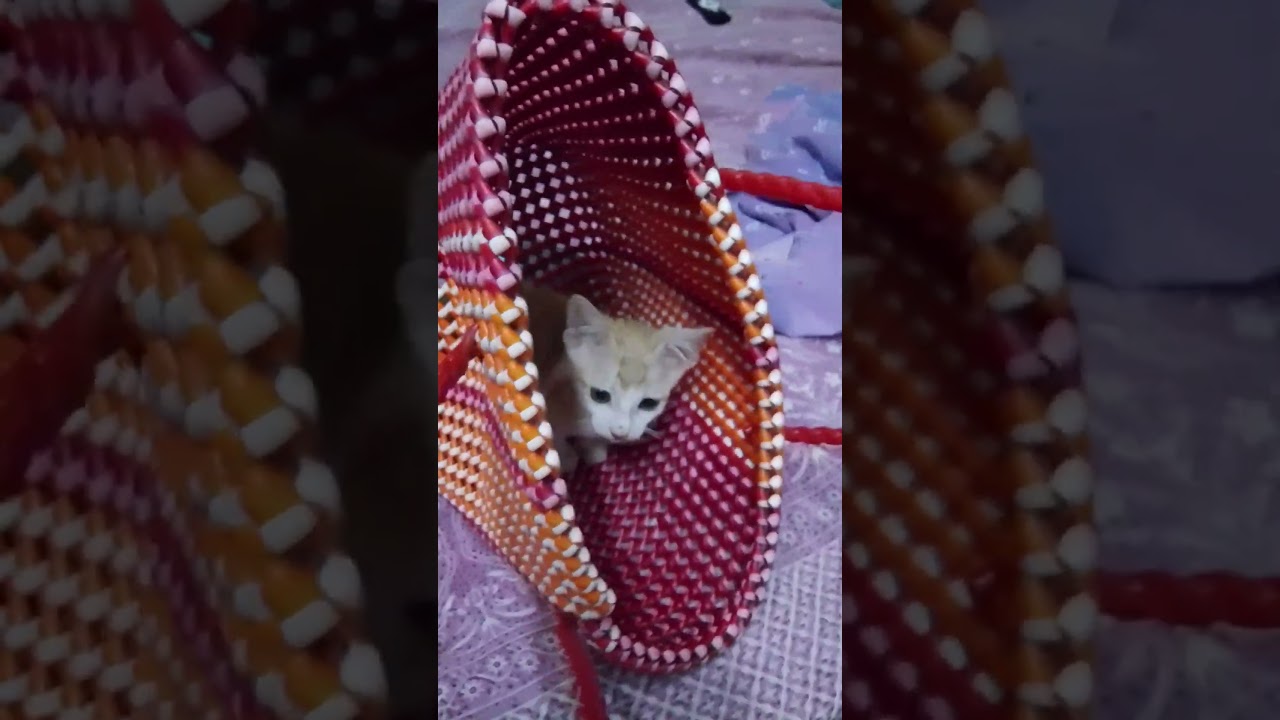 kitty law: If I fit, then I sit🛍️💟🌿