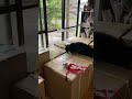 焼き物屋の猫とオランダ人弟子の仕事の1日ルーティン。#修行中 #陶芸 #ねこ #猫 #猫のいる暮らし #猫と陶芸家
