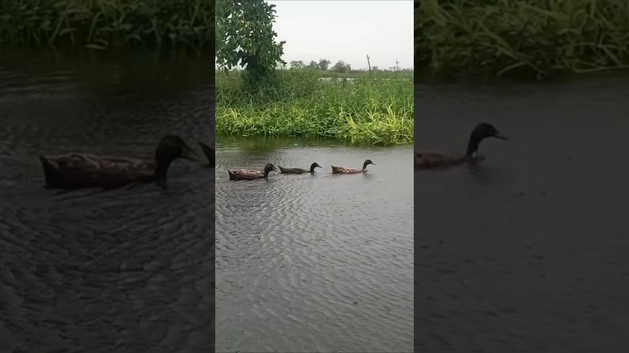 Beautiful Nature - YouTube