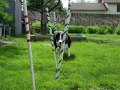 agility weave pole training - channel & leaning agility weave pole training - channel & leaning