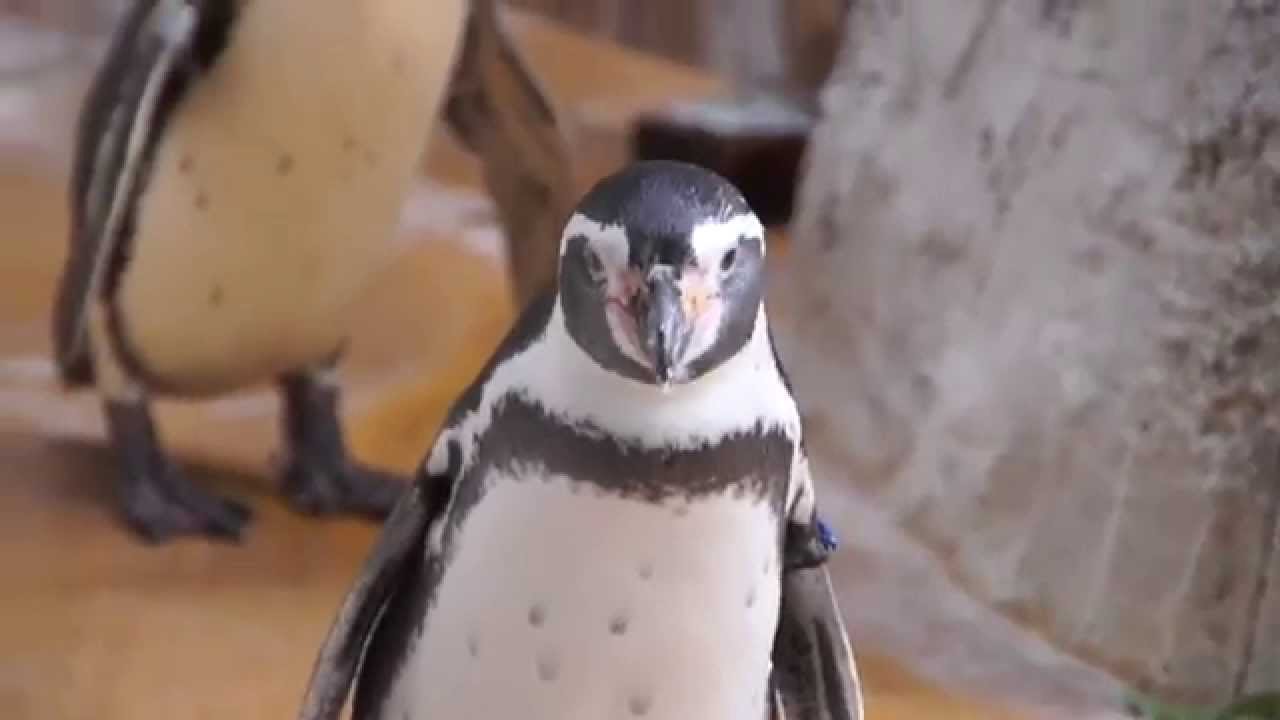 ペンギンの一輪挿し　鹿児島陸さんハンドワーク ペンギンの一輪挿し 鹿児島陸さんハンドワーク ペンギンの