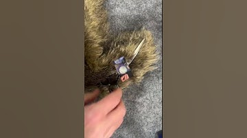 Sharpening a pair of dull curved grooming shears. #sharpening #doggroominglife