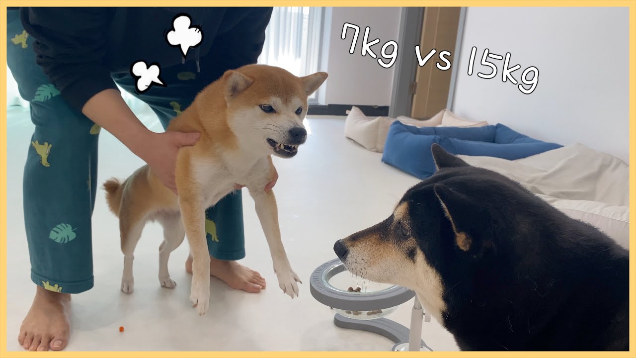 덩치 2배 차이 나는 개싸움 - YouTube 덩치 2배 차이 나는 개싸움 - Youtube