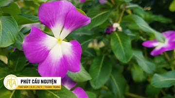 Phút Cầu Nguyện, Thứ Năm 19/01/2023: Lời Tạ Lỗi Cuối Năm