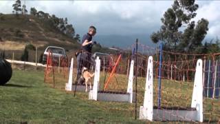 Flyball Training (Beginners) at Alldogs Centro de Treino Canino/Algarve