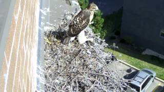 Runts first flight, last minute in the nest
