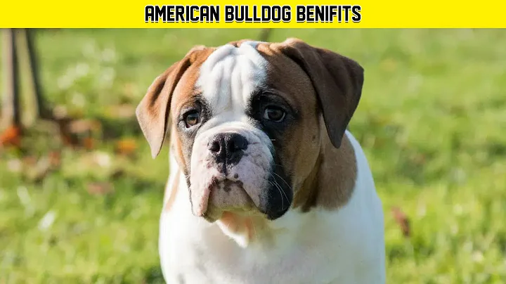 American Bulldogs Benefits You Want To Know @Manimalian #shorts #youtubeshorts