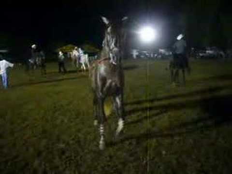 Carlos Cabral bailando el caballo "El Chapo" PRE