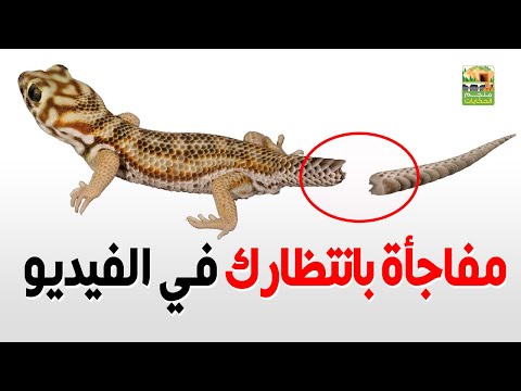 فيديو: قبض على ذيل السحلية