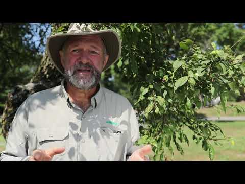 Video: Kaj storiti glede krastavosti na vrbovih drevesih: Več o zdravljenju s krastavostjo vrbe