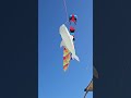 Today's Kites #kiteflying