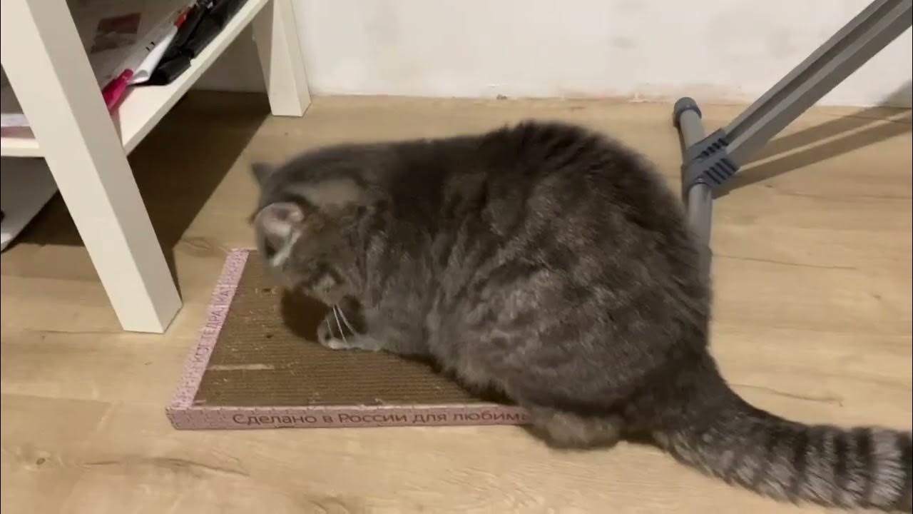 Питомец в восторге!😻 - YouTube