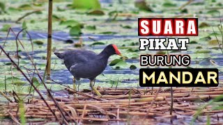 SUARA PIKAT BURUNG MANDAR AMPUH - Free Download