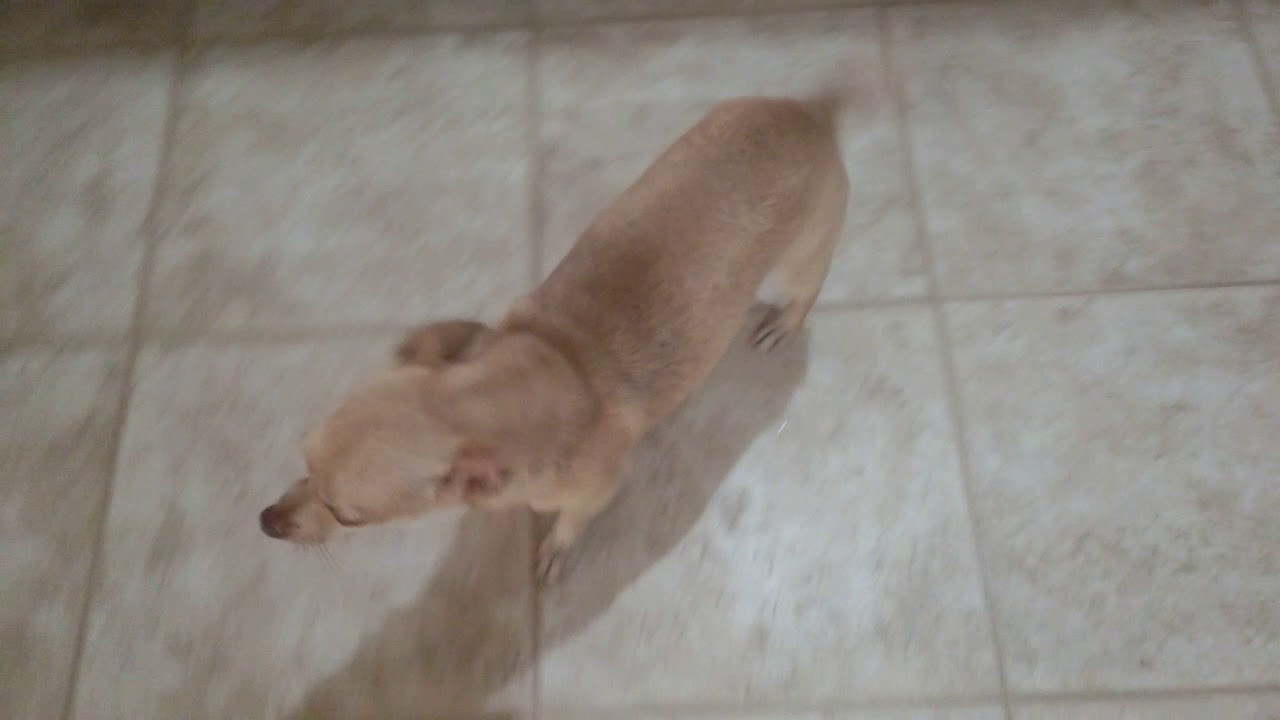 Chaz adoptable dog with Needy Paws Rescue St. Louis, MO YouTube