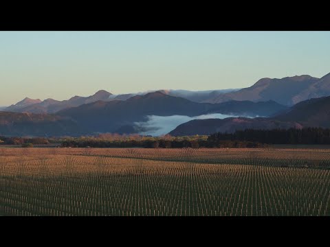 Cloudy Bay - Sauvignon Blanc - 2020