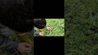 Гриби бомбардиро крокодило🍄