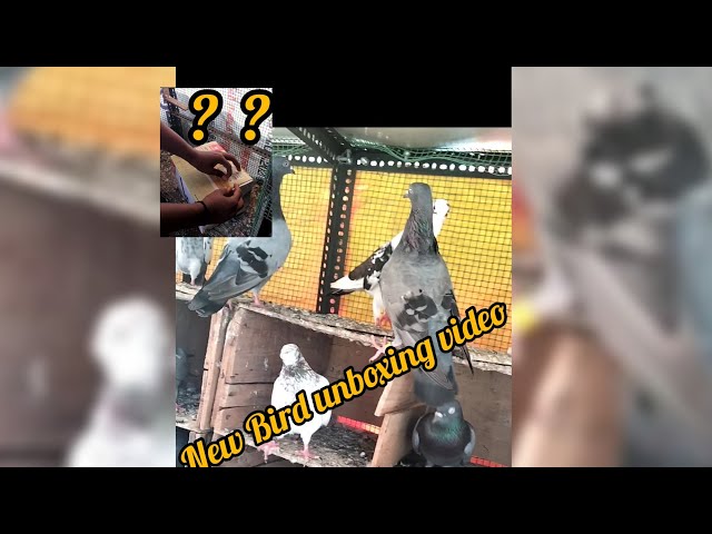 New Bird unboxing video |pigeon lover's|#Adukalam class=