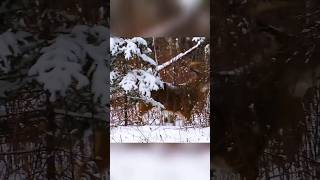 Идеальный выстрел по оленю | Точная охота | Deer Hunting Shot 2026 #охота #гуси#охотанагусей