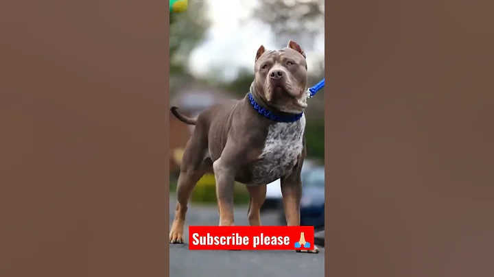 dangerous American bully #trending #shorts #trend #viralshorts #viral #bully #youtubeshorts