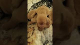 Details Ruby Red Golden Puppies 20181212 201849 Guide