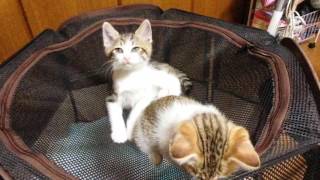 20170701子猫の兄弟