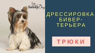 Дрессировка бивер- терьера - трюки Дрессировка бивер- терьера - трюки