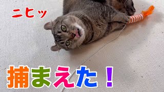 猫は「1回捕獲」したら急に冷める?百均おもちゃで検証した結果が意外すぎた