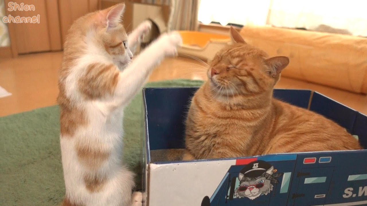 子猫好きの先住猫と新しいおもちゃで遊んであげる子猫 - YouTube