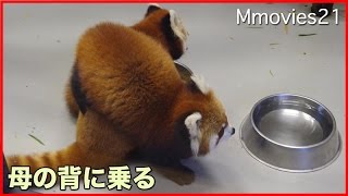 母の背中に乗って甘えるレッサーパンダ 円実