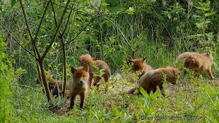 Leben im Paradies – 7 spielende Fuchsbabys  ungestört im menschenleeren Wasserwerkswald  UHD / 4K