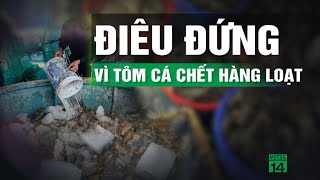 Hàng chục tấn tôm hùm sắp xuất bán bỗng lăn ra c.h.ế.t, người nuôi điêu đứng | VTC14