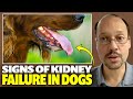 Bad Breath And Dogs With Kidney Disease | How To Correct It? |  Dogs With Kidney Disease And CKD