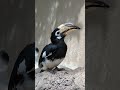 カササギサイチョウユニバ♀そろそろ逝きます。