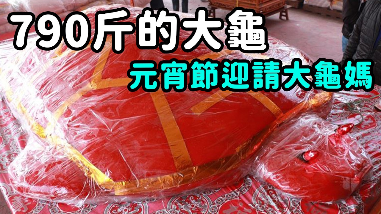 七百九十斤的大龜 究竟獎落誰家!?  為了迎烏龜居然出動陣頭?｜  寶島神很大online