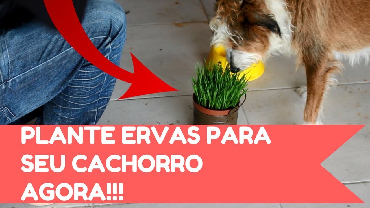Plantar grama para cachorro Clearance