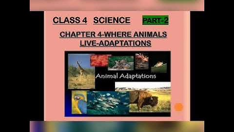 Class IV SCIENCE Ch 4 WHERE ANIMALS lIVE Adaptations