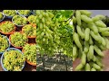 2023 first harvesting grapes  = grapes harvesting in India
