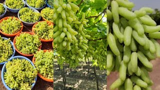 2023 first harvesting grapes  = grapes harvesting in India