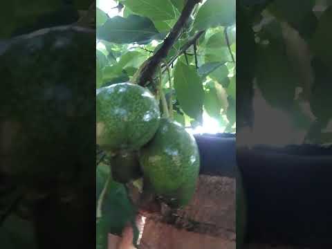 production d'un avocatier