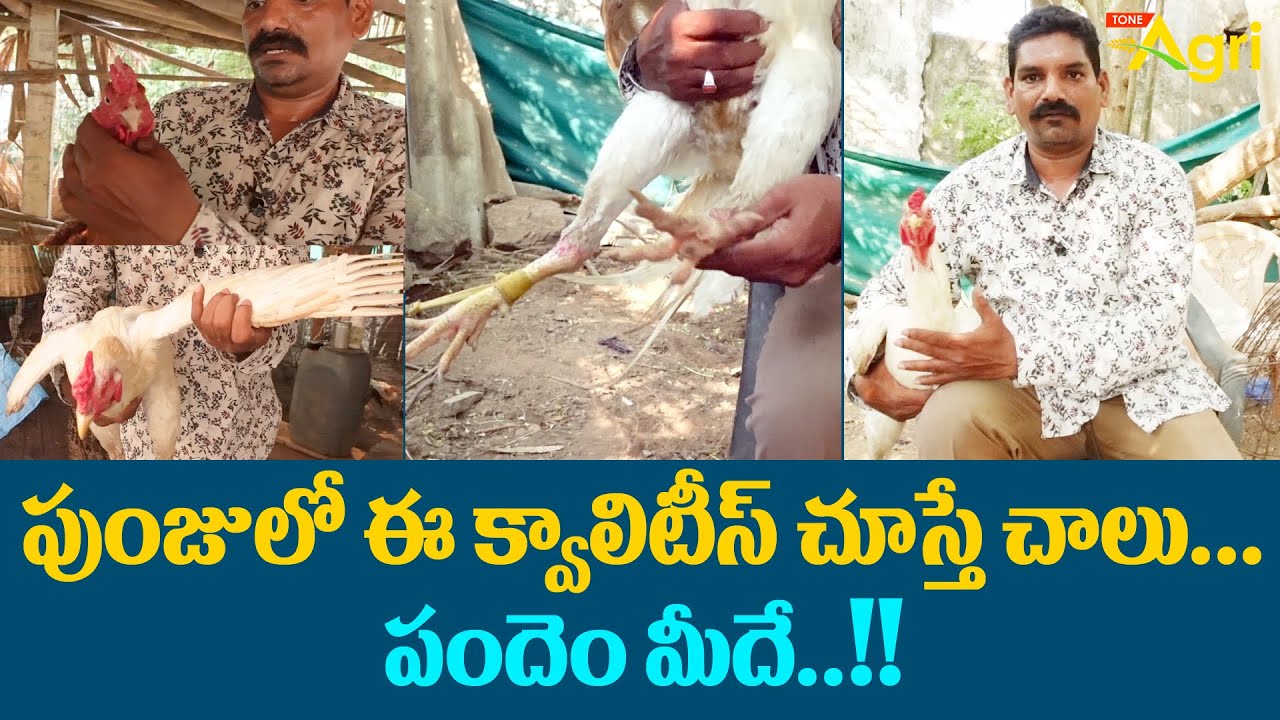 Pandem Kollu Breeding Characteristics | పుంజులో ఈ క్వాలిటీస్ చూస్తే చాలు.. పందెం మీదే..!! Tone Agri