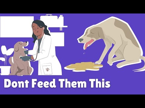 Video: Mat Du Aldrig Ska Ge Ditt Husdjur