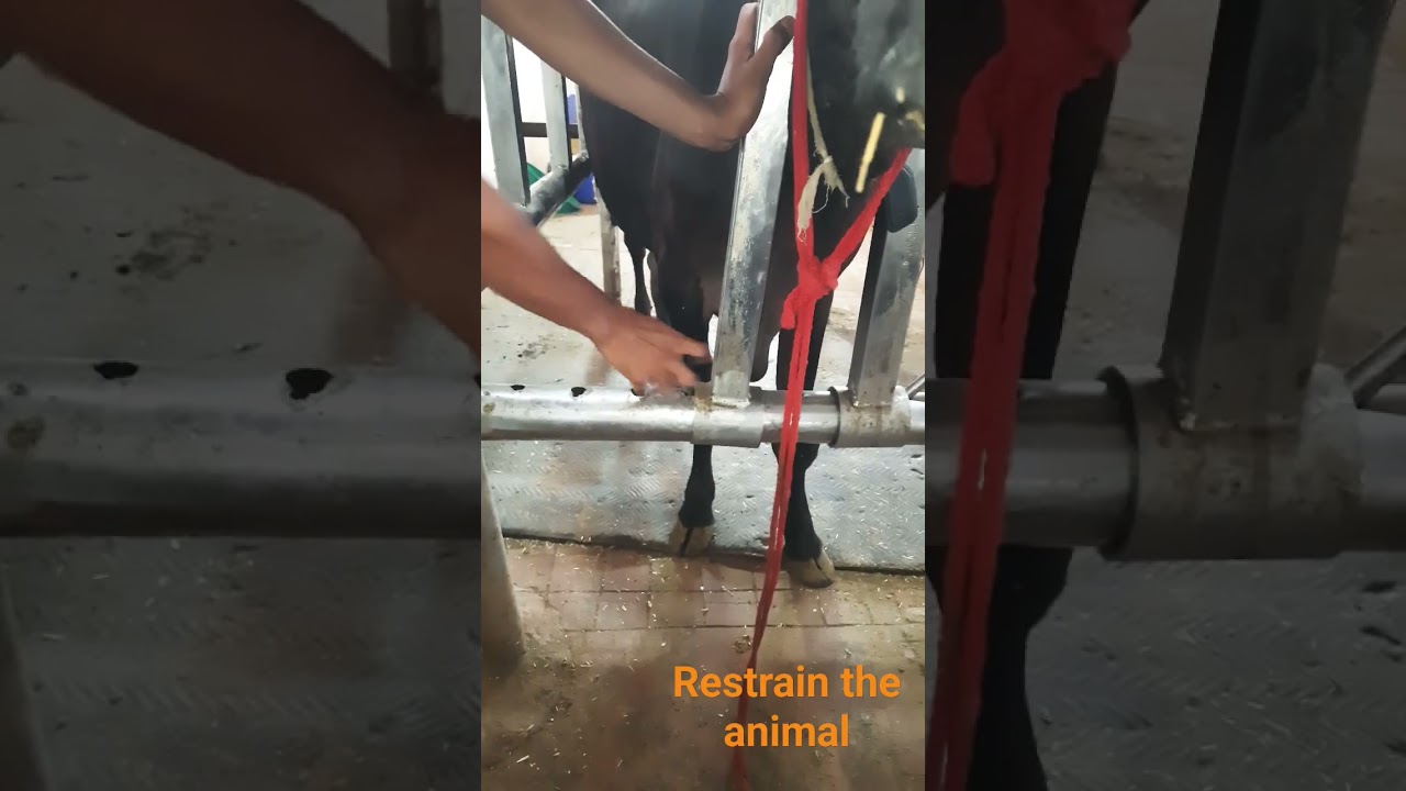 restraining of cow in trevis