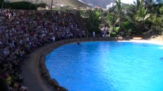 Dolphin show at Loro Park, Tenerife, Spain.