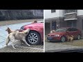 Wysiadając z auta Pijany Kierowca kopnął psa. Gdy wrócił, był zaszokowany tym, co zobaczył
