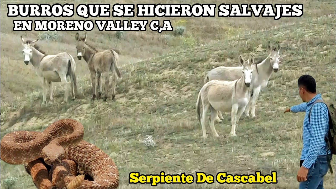 Los Burros Que Se Hicieron Salvajes En California