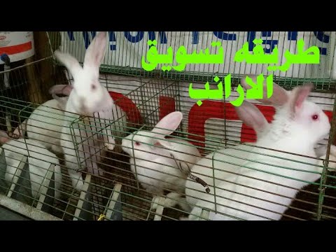 فيديو: كيف تبيع أرنب