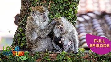 Monkeys Fight For Power | Macaque Island 101