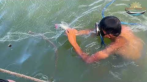 Cá Rô Phi có thể sống ở nước mặn - đi thả lưới biển bắt được cá nước ngọt