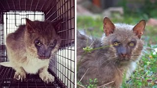 За Жутким Зверем Приехала Служба Отлова, Но Ветеринары Пожалели Кота, Узнав Его Судьбу